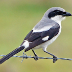 shrike.90's Avatar'
