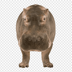 hippo_'s Avatar'