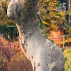 Diplacrophor's Avatar'