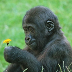 honeycomb69's Avatar'