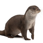Otter_GP's Avatar'