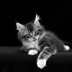 Lozi..'s Avatar'