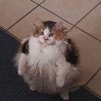 Fat-Nut's Avatar'