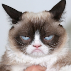 CopyMeow's Avatar'