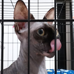 Nintendo_EPD_01's Avatar'