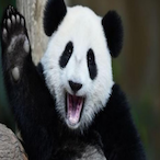 AngryApple6777's Avatar'