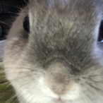 ParraBleu.'s Avatar'