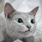 Eddryd's Avatar'
