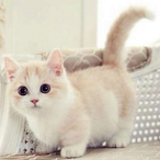 BrownCrayon1's Avatar'