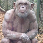 ComradeOgilvy1's Avatar'