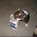 PBR_Rat's Avatar'