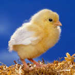 heIIojuliett's Avatar'