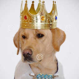 KOGtheDOG
