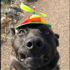 Zels_Decent's Avatar'