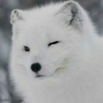 o1XMo's Avatar'