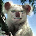 KoalaBearLover's Avatar'
