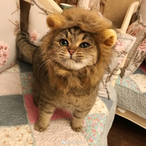 Matcha_OAO's Avatar'