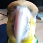 commetteri's Avatar'