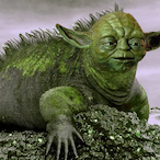 Turtleman2442's Avatar'