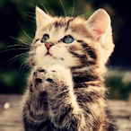 MaoMiaoMaoMiao's Avatar'