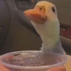 V7_Gnomtasty's Avatar'