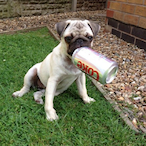 Neon__Pug_'s Avatar'