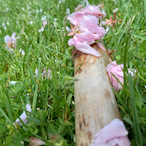 gock_sampler's Avatar'