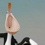 CommanderHog's Avatar'