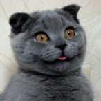 TheSmashHappy's Avatar'