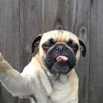 Mitopelonardo's Avatar'