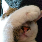 Donald.DLLM's Avatar'