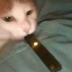 juul_cat42's Avatar'