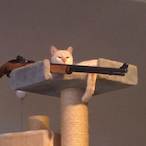 Mistercattt's Avatar'