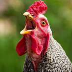 TheLlamazMans's Avatar'