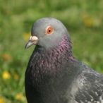 bonghayoon's Avatar'