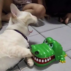 FEIMAO-QWQ's Avatar'