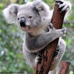Koala.IG's Avatar'