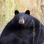 Round.Bear's Avatar'
