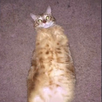 ihavealargecat's Avatar'