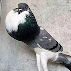 Pigeon_Ace's Avatar'