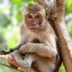 Monkey.GOOB's Avatar'