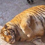 HES XIM OMDS's Avatar'