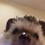 memez.'s Avatar'