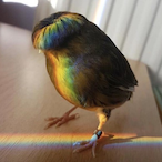 Obese_Monkey998's Avatar'