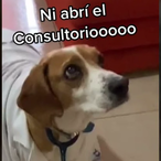 PerroClonazepam's Avatar'