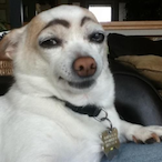 Dilf_On_Gfuel's Avatar'