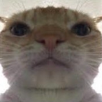 SigmaSenpai67's Avatar'