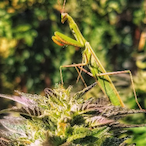 Mantis_Strain's Avatar