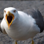 SeaBirdThing's Avatar'