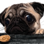 KrabsAbuse's Avatar'